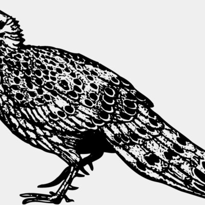 BIRD060 Thumbnail