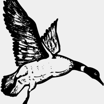 BIRD082 Thumbnail