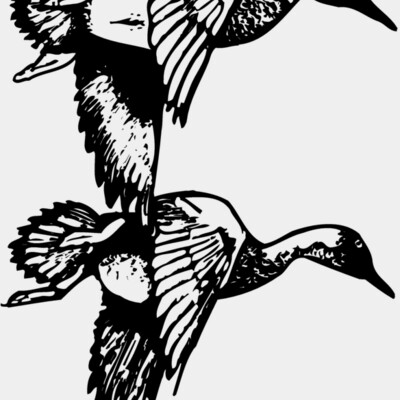 BIRD084 Thumbnail